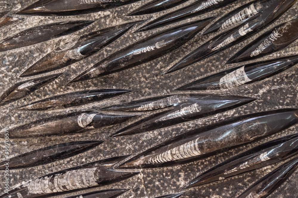 close-up of fossilized cephalopods. Devonian. Background texture, close-up