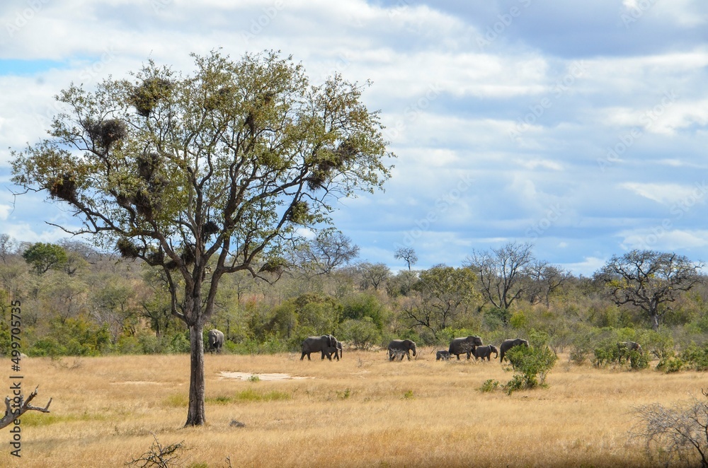 Kruger Safari