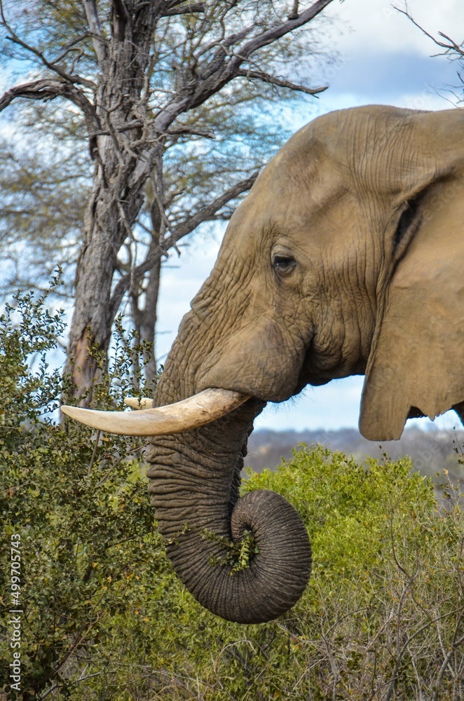 Kruger Safari