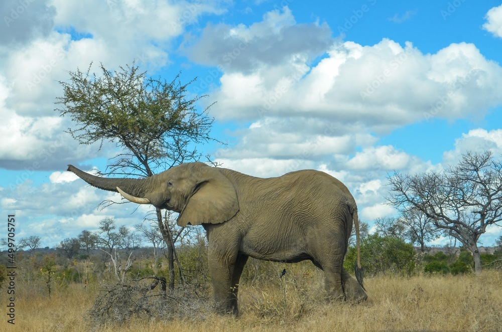 Kruger Safari