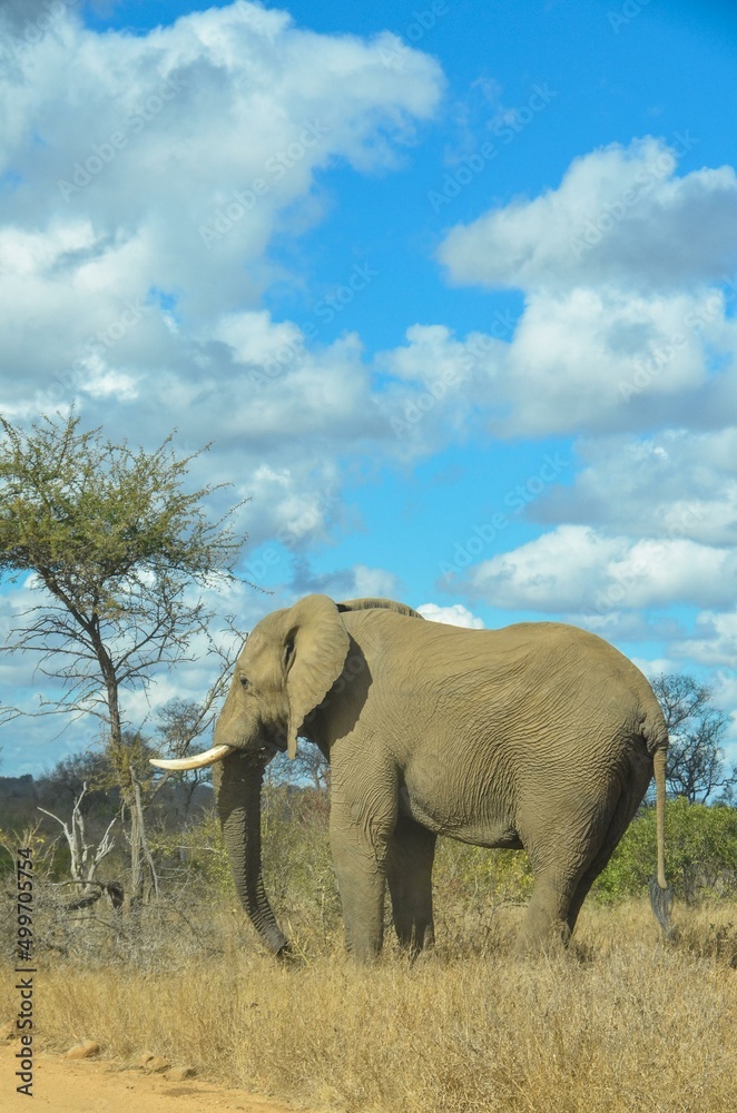Kruger Safari