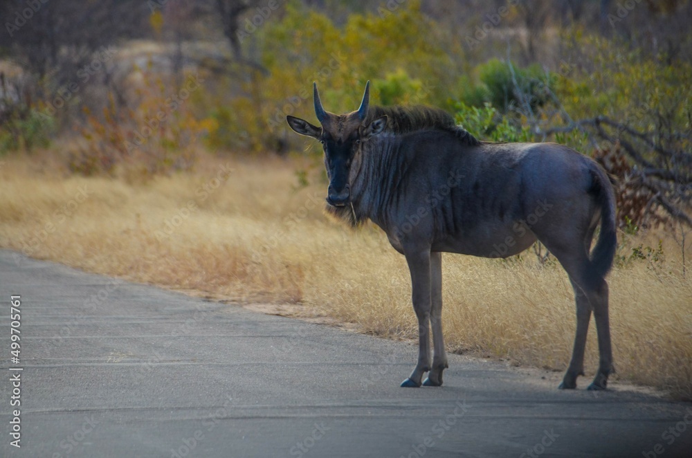 Kruger Safari