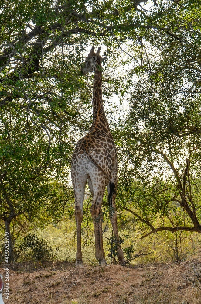 Kruger Safari