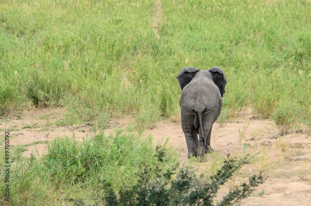 Kruger Safari
