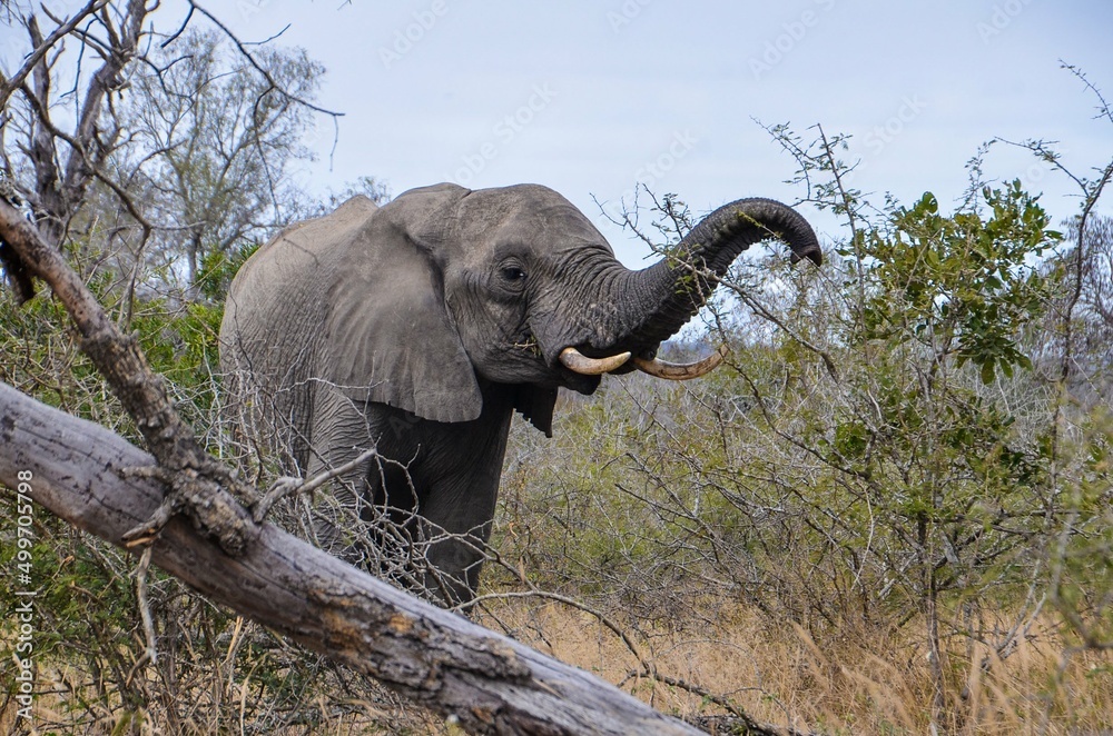 Kruger Safari