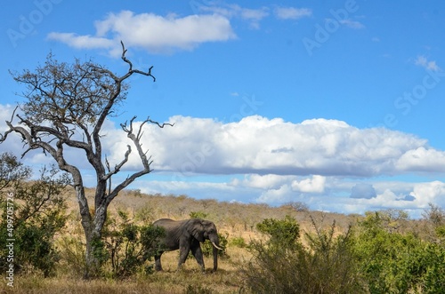 Kruger Safari