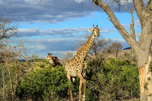 Kruger Safari