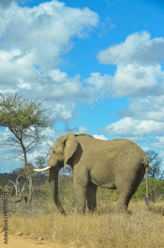 Obraz na płótnie Kruger Safari w salonie