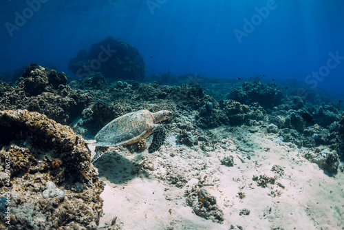 Green sea turtle swim underwater at the deep over coral reef in ocean.