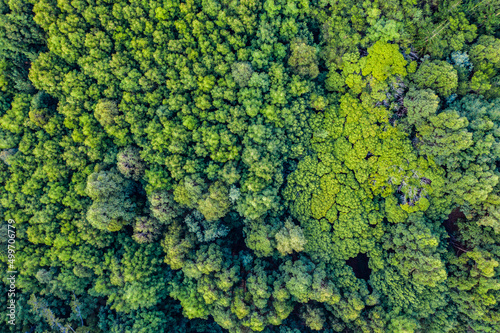 We all deserve a fresh break from the city. High angle shot of a beautiful green and lush forest. © Armand Burger/peopleimages.com