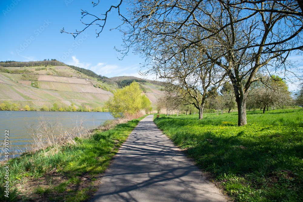 Landscape with the river Moselle and the vineyards close to Trier, rhine land palatine in Germany, way next to the riverbed