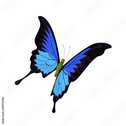 Photography Ulysses butterfly