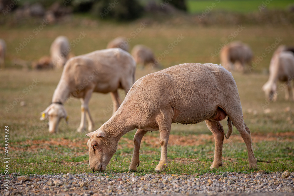 Sheep grazing in the field. flock of sheep Sheep grazing in the field. flock of sheep