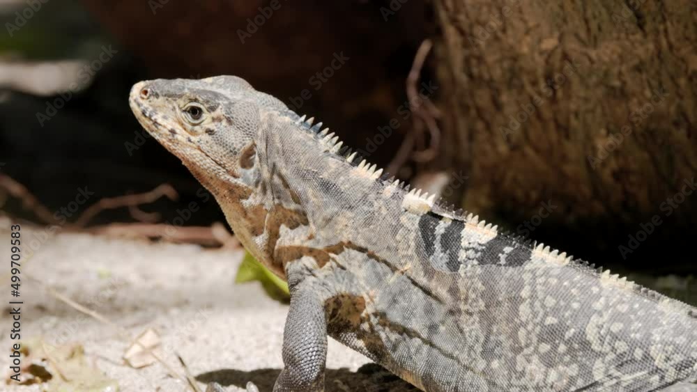 a slow motion close up of a black iguana on the ground at manuel antonio national park in costa rica a slow motion close up of a black iguana on the ground at manuel antonio national park in costa rica