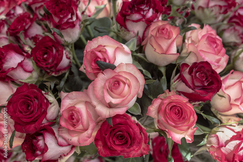 Bouquet of red and pink roses. The flowers fill up the whole background.