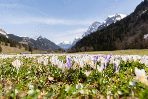 Crocus flowers on a meadow in the swiss alps photo