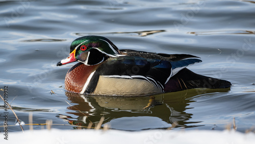 Wood duck on the water