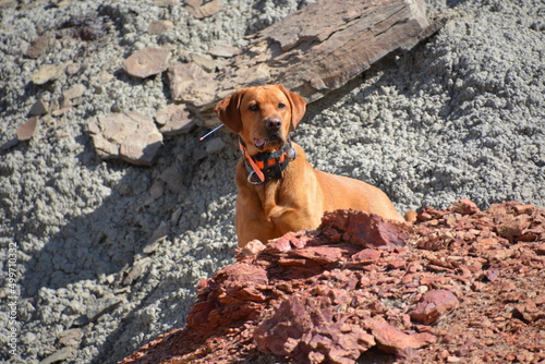 dog in the rocks