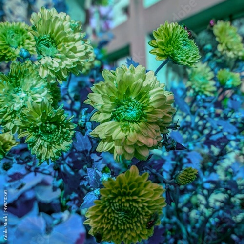 Beautiful blooming flower in garden 