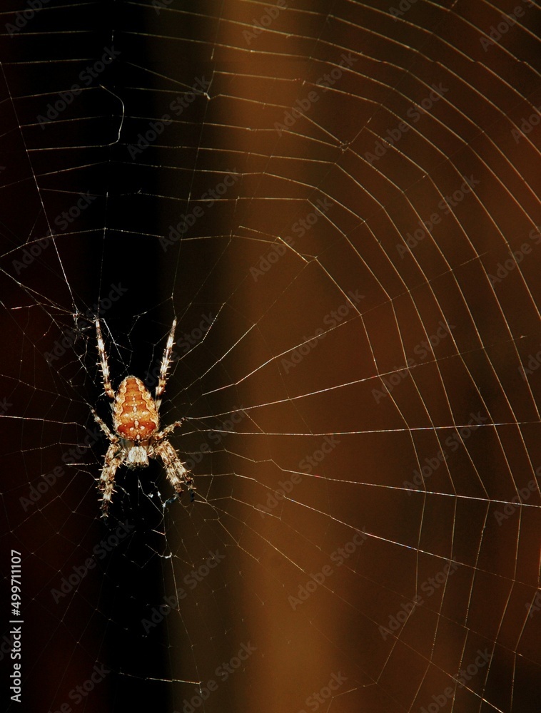 spider on web