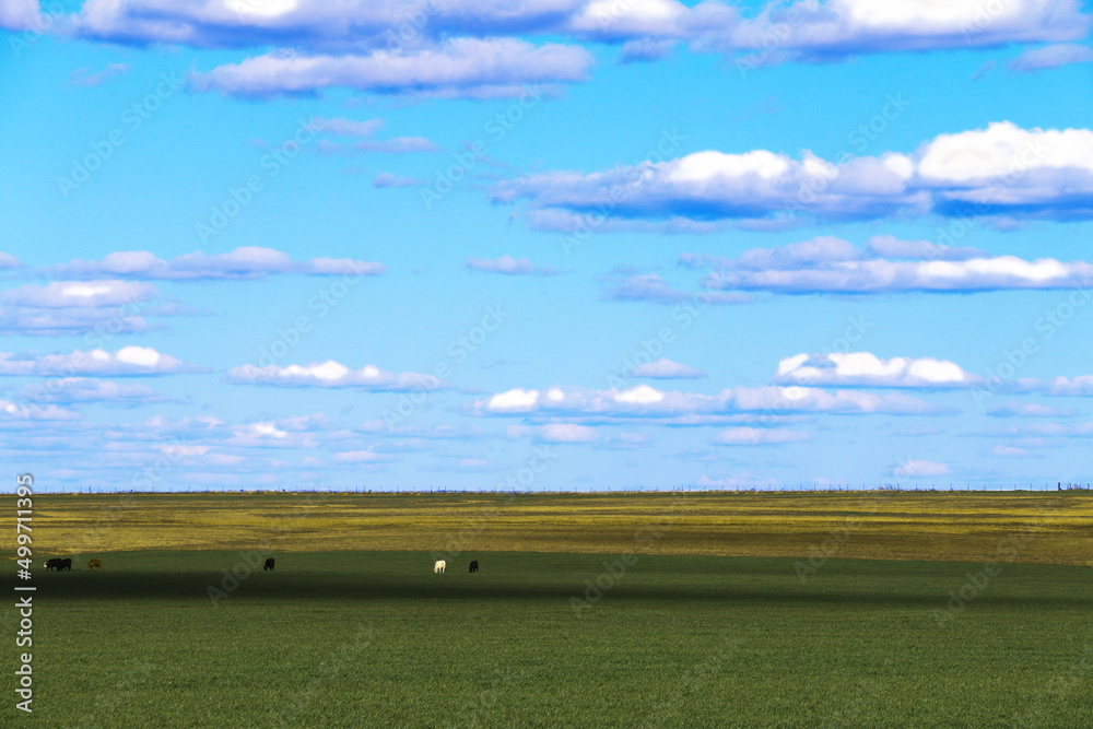 cattle grazing grassland blue sky panoramic grass puffy clouds overcast prairie countryside livestock farm