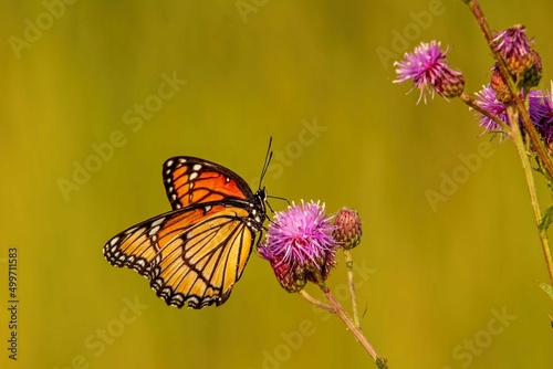 monarch butterfly on flower with copy space