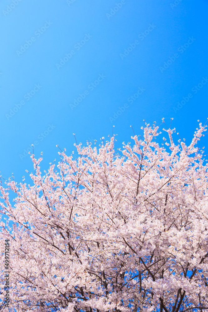 cherry blossom on sky