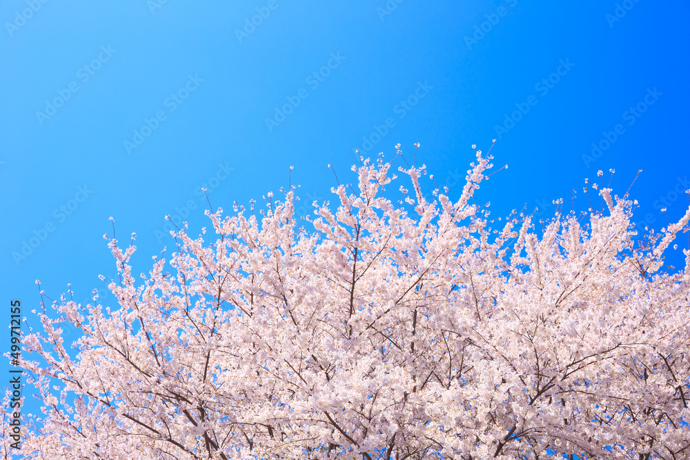 blue sky and cherry blossoms
