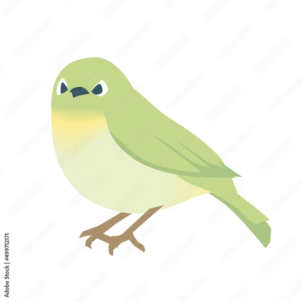 正面顔のメジロ 正面顔のメジロ