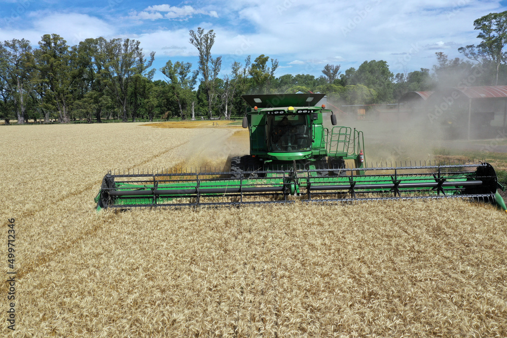 Fototapeta premium Wheat Harvest