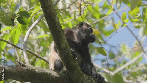a high frame rate shot of a howler monkey sitting in a tree at manuel antonio national park of costa rica photo