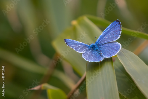 Common blue butterfly (Polyommatus icarus) perched on a branch in a UK garden. Beautiful British butterfly portrait.