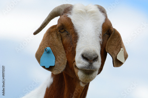 Portrait of brown and white goat against cloudy sky