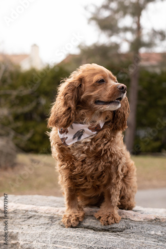 Photo of a Cocker spaniel dog sitting on a rock. He is wearing a bandana around his neck. 