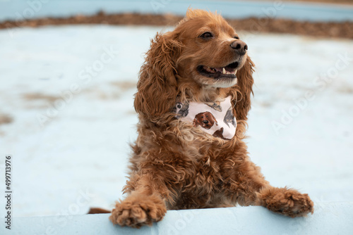 Photo of a cocker spaniel dog in an empty outdoor pool. He is wearing a bandana around his neck. 
