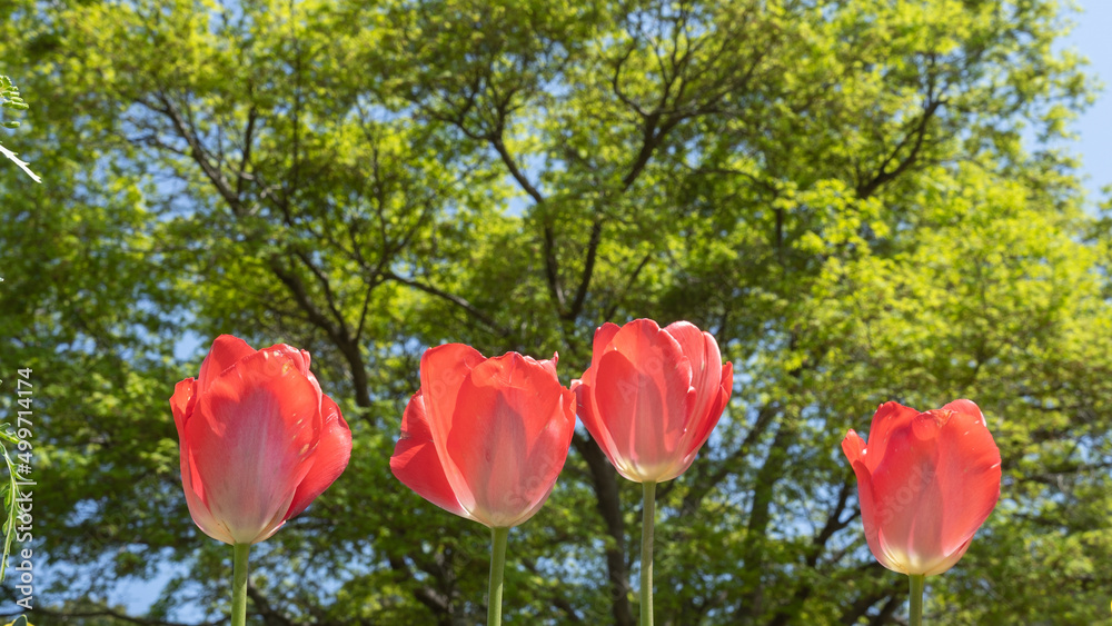 Obraz premium 春に咲くチューリップの花