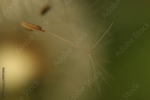 Close-up of dandelion seeds 