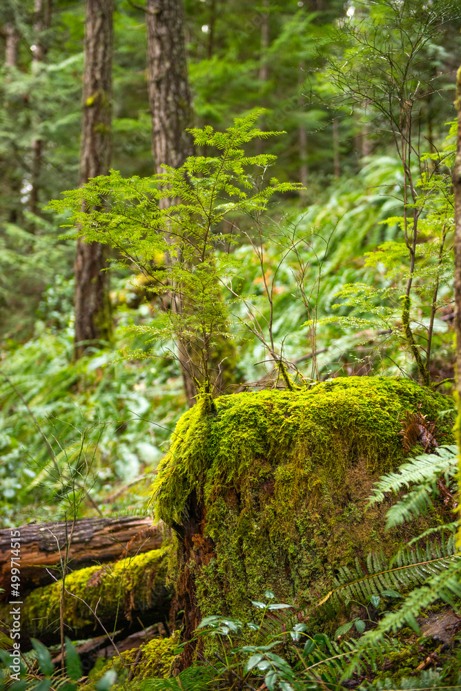 Old growth forest in the Pacific Northwest - temperate rainforest Old growth forest in the Pacific Northwest - temperate rainforest