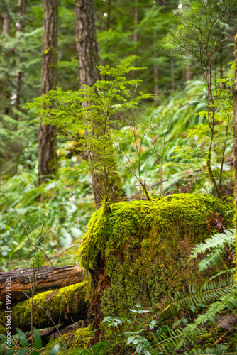 Old growth forest in the Pacific Northwest - temperate rainforest