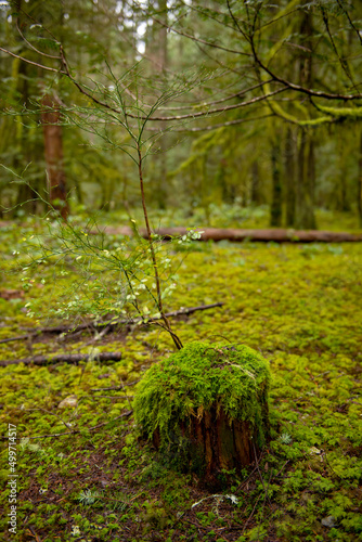 Old growth forest in the Pacific Northwest - temperate rainforest