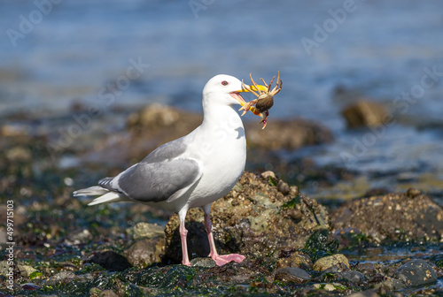 A Glaucous-winged seagull 