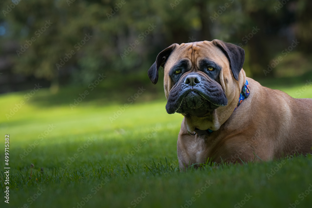 2022-04-18 A BULLMASTIFF LYING IN LUSH GREEN GRASS WITH NICE EYES AND A FUNNY LOOK ON HER FACE WEARING AMULTI COLORED COLLAR AND A BLURRY BACKGROUND