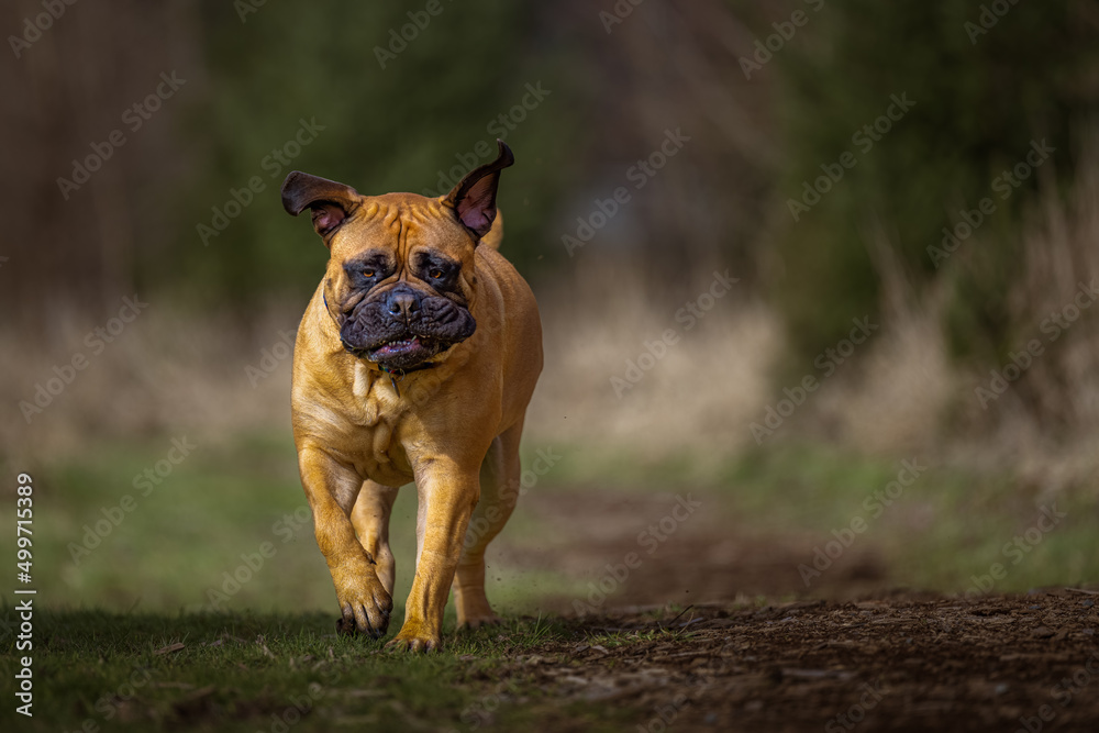 
2022-04-18 A LARGE BULLMASTIFF TROTTING DOWN A TRAIL WITH HER EARS FLYING AND BRIGHT EYES WITH A BLURRY BACKGROUND