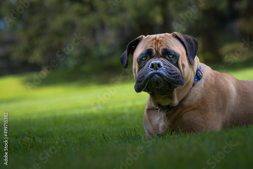 2022-04-18 A BULLMASTIFF LYING IN LUSH GREEN GRASS WITH NICE EYES AND A FUNNY LOOK ON HER FACE WEARING AMULTI COLORED COLLAR AND A BLURRY BACKGROUND