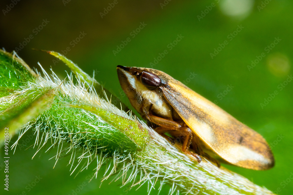 side view of a leafhopper on the top of a spiky stalk side view of a leafhopper on the top of a spiky stalk
