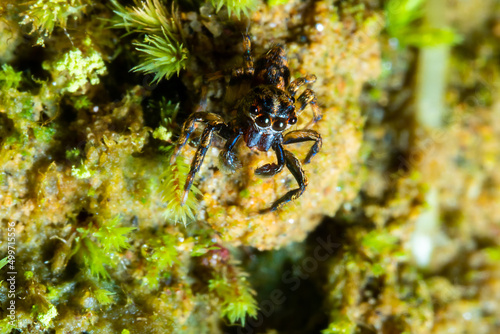 macro view of a spider close by some moss