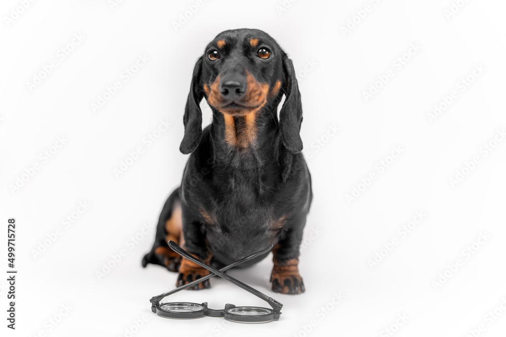 Adorable dachshund puppy obediently sits in studio on a white background, front view. Glasses for vision correction lie in front of pet with lenses down. Advertising of an optics store