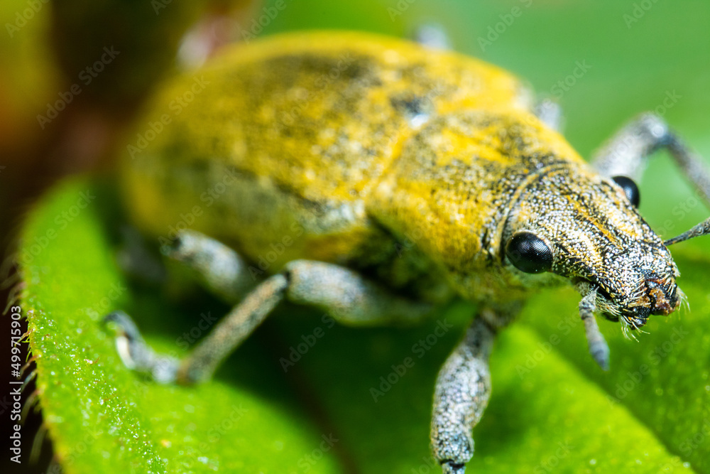 Obraz premium yellow colored weevil on the top of a green leaf
