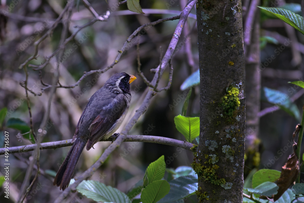 Fototapeta premium Golden billed Saltator (Saltator aurantiirostris), perched on the branches of a bush.