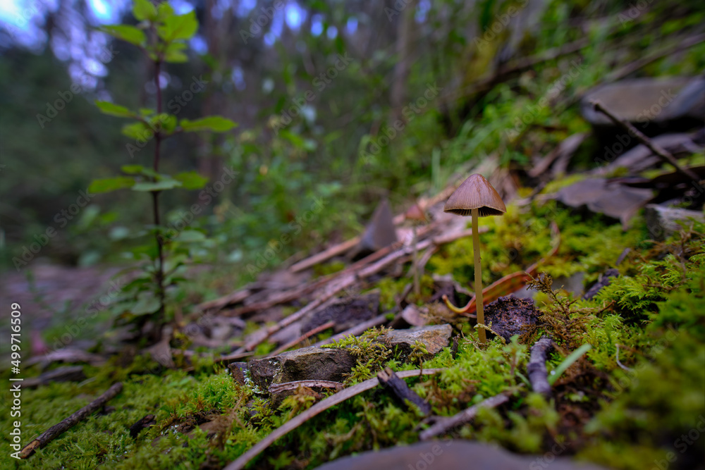 Small forest mushroom in its natural environment; small and beautiful. Small forest mushroom in its natural environment; small and beautiful.